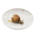 Nymphenburg Animal bowl with Snail