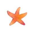 Daum Mer de Corail starfish, red