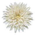 Nymphenburg Tischblume Chrysantheme, groß