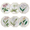 Pinto Histoires d'Orchidées set of 6 dinner plates, 6 patterns