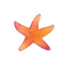 Daum Seestern Mer de Corail, rot
