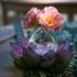 Daum Jardin de Lotus bud vases - Picture2