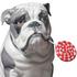 Lladró Bulldog with Lollipop sculpture - Picture2