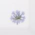 Eri Textiles Agapanthus table linen - Picture3