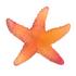 Daum Mer de Corail starfishes