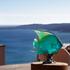 Daum Mer de Corail royal Angelfish , turquoise - Picture4