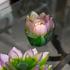 Daum Jardin de Lotus vase/votive, h 13,5 cm - Picture4