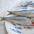 Hering Berlin Ocean - Picture4