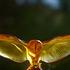 Lalique Barn Owl sculptures - Picture4