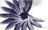 Bernardaud In Bloom - Bild5