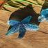 Daum Mer de Corail starfishes