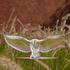 Lalique Barn Owl sculptures - Picture5