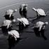 Nymphenburg Mona turtle - Picture5