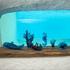 Daum Centerpiece Mer de Corail - Bild5